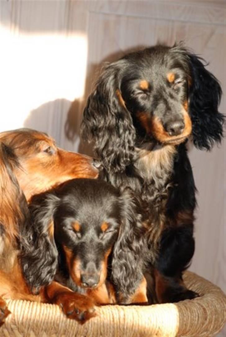 Dværggravhund Zeus - Ja man er vel en hund som elsker solen billede 20