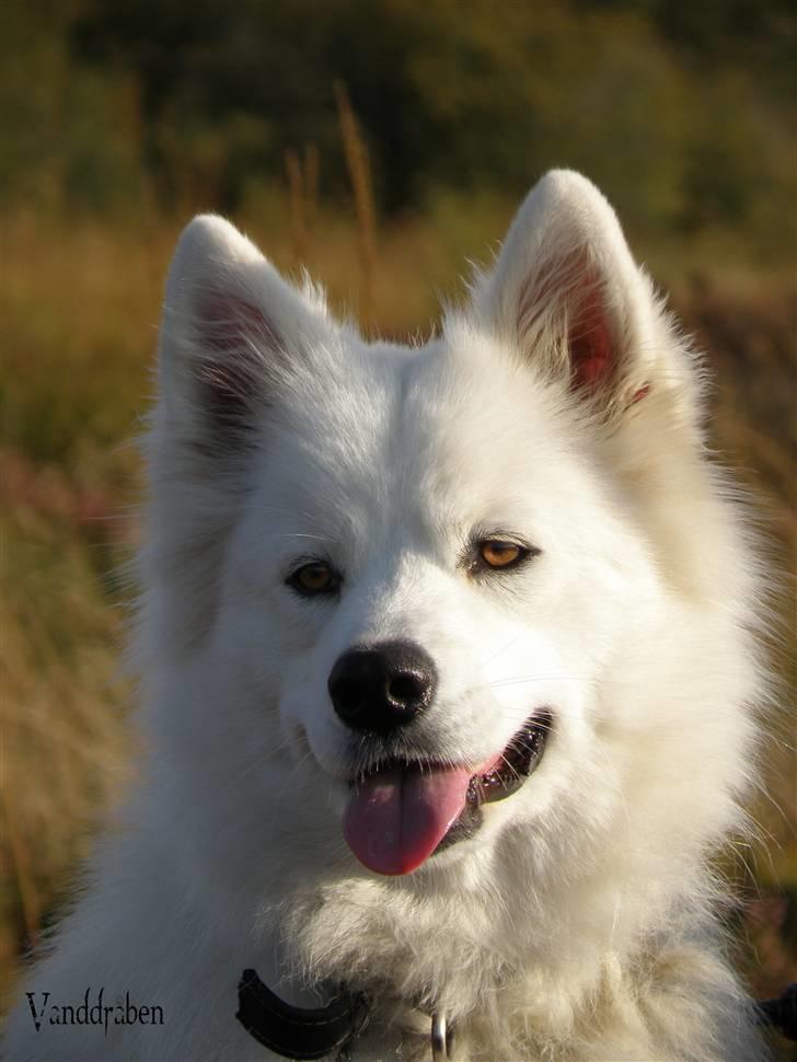 Samojedhund Fnug  - Dudellutten :) Foto: Vanddråbe-foto (mig) billede 1