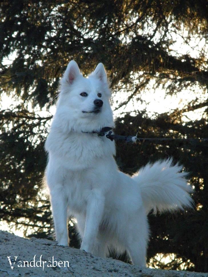 Samojedhund Fnug  - Nogen skal jo holde øje med verden.. Foto: Vanddråbe-foto (mig), d. 4. marts 2010 billede 2