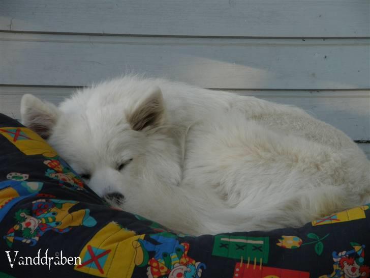 Samojedhund Fnug  - I alt vejr (dog ikke regnvejr) sover Fnug frivilligt i sin sækkestol på svalegangen. Foto: Vanddråbe-foto (mig), 21. maj 2010 billede 3