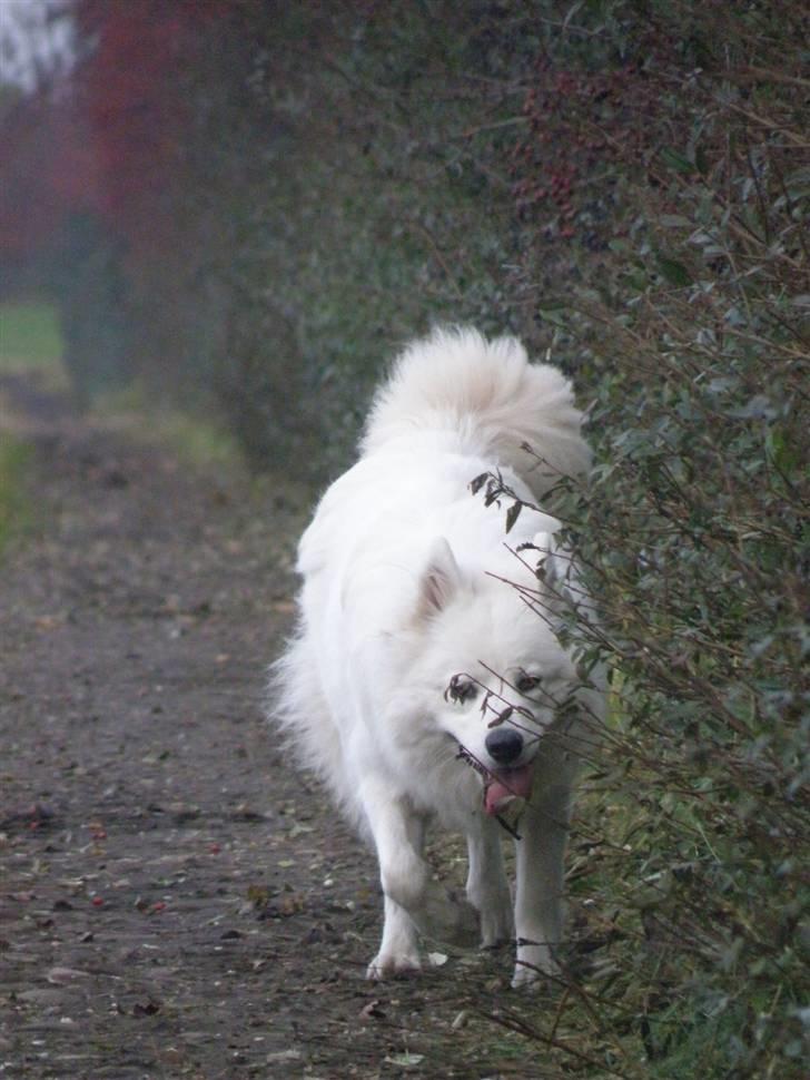 Samojedhund Fnug  - Jeg gemmer mig lige i bladene, så Lærke ikke kan se mig! Foto: Vandråbe-foto (mig)  billede 4