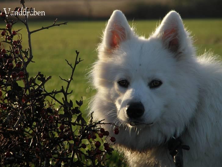 Samojedhund Fnug  - Foto: Vanddråbe-foto (mig), efteråret 2009.  billede 5