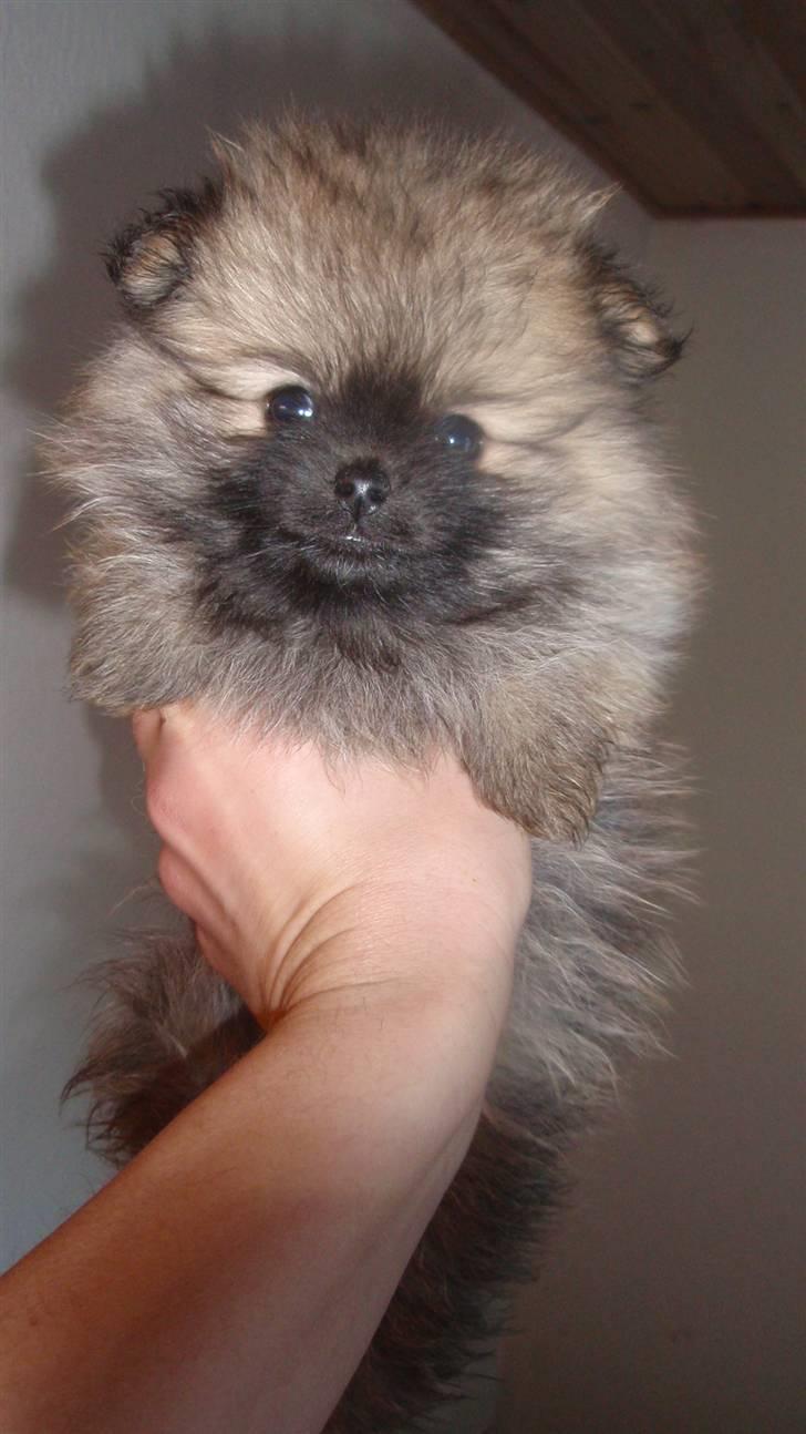 Pomeranian Mocca - Hej alle sammen og velkommen til :)  billede 1