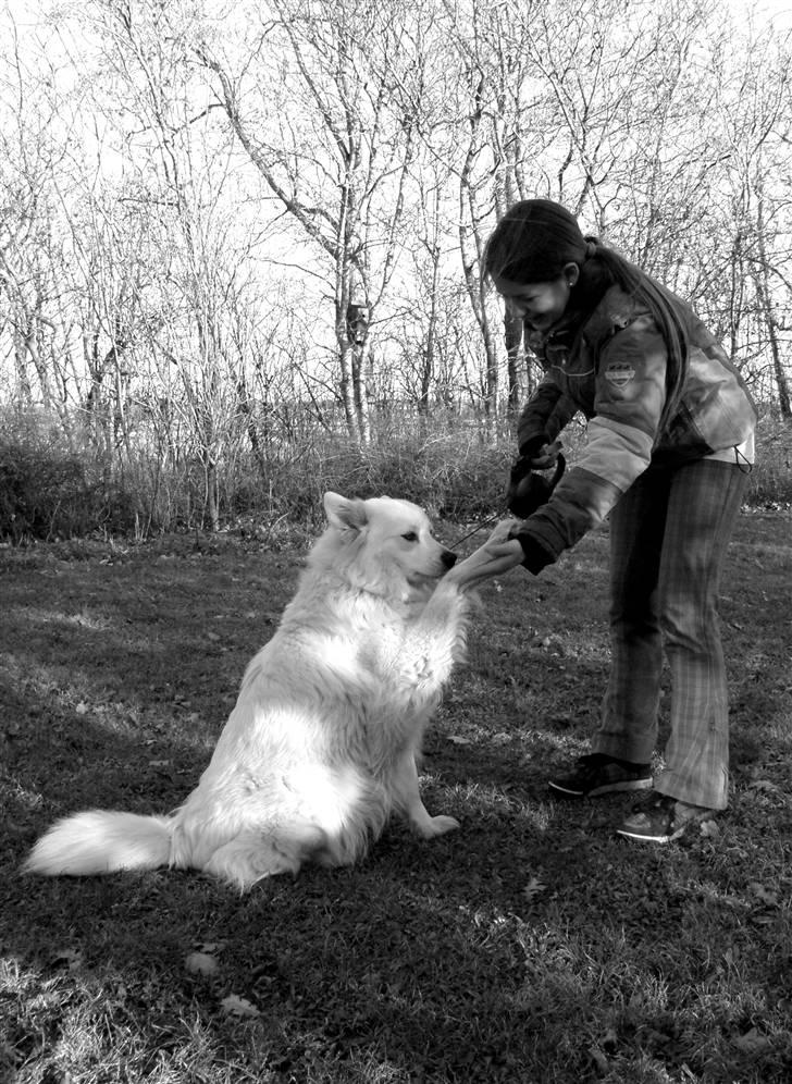 Samojedhund Fnug  - Gi´ pote - Fnugs ynglings tricks. Marts 2011  billede 6