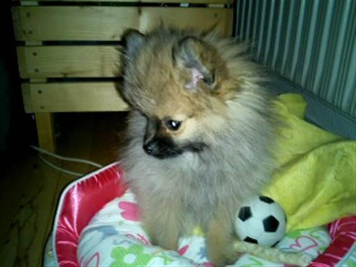 Pomeranian Mocca - Så skal kurven lige prøves for første gang :) billede 2