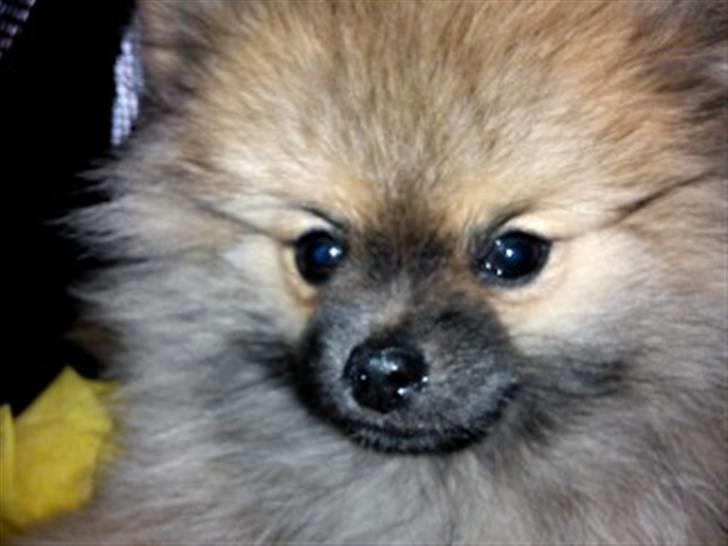 Pomeranian Mocca - Mocca i toget på vej hjem til sit nye hjem :) billede 3