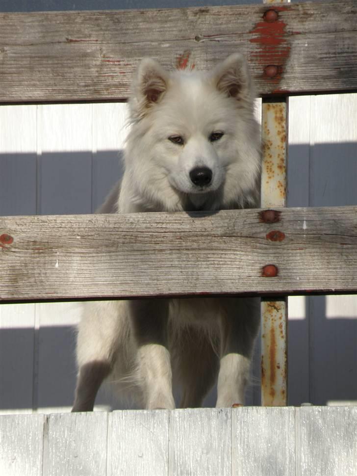 Samojedhund Fnug  - Godmorgen der nede! Foto: Vanddråbe-foto (mig)  billede 9