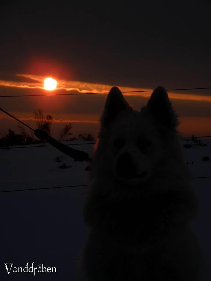 Samojedhund Fnug  - Duddellut på snevandring. Foto: Vanddråbe-foto (mig)  billede 12