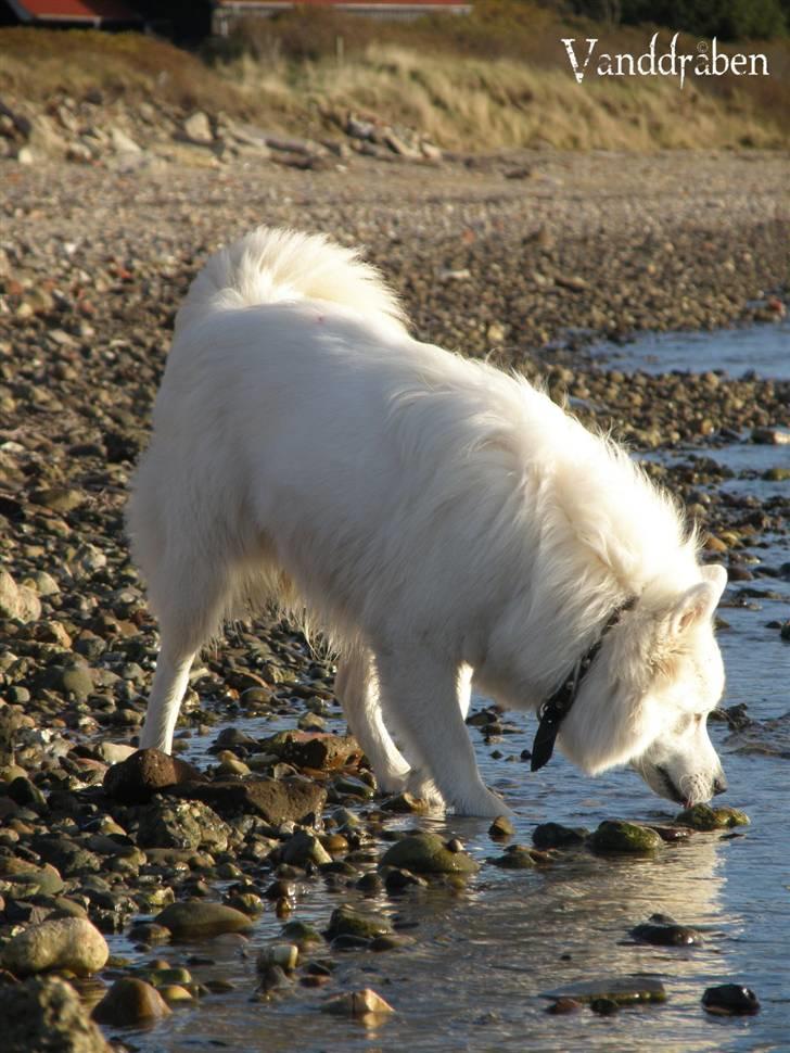 Samojedhund Fnug  - Hmm.. vand.. hmm... Foto: Vanddråbe-foto (mig)  billede 13