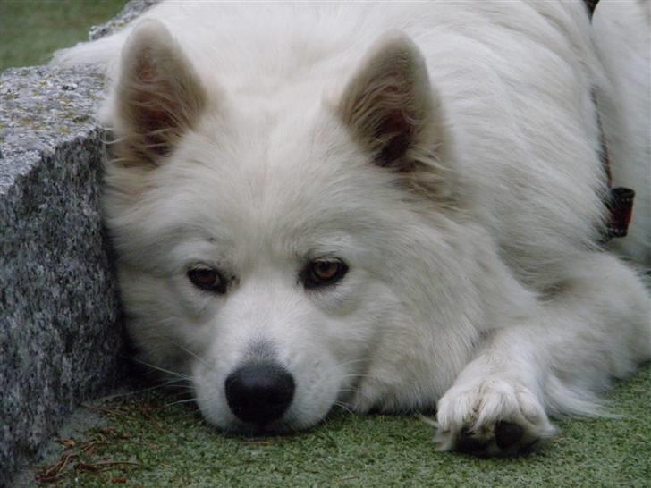 Samojedhund Fnug  - Det er da altid noget, at de to-benede finder minigolf sjovt - for det gør jeg ikke :P Foto: Vanddråbe-foto (mig), sommeren 2010 billede 14