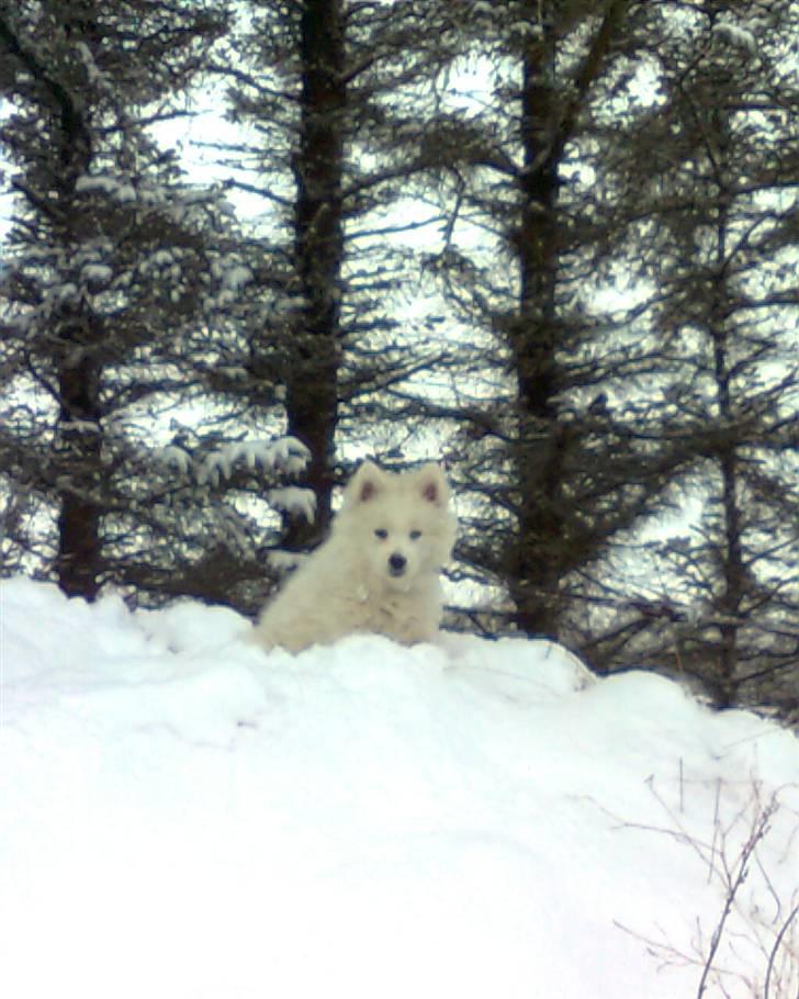 Samojedhund Fnug  - Fnug som hvalp :D billede 15