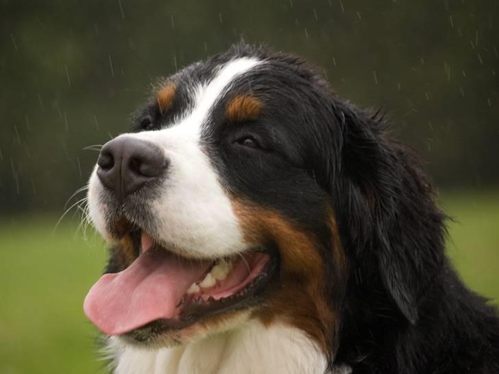Berner sennenhund Bailey billede 1