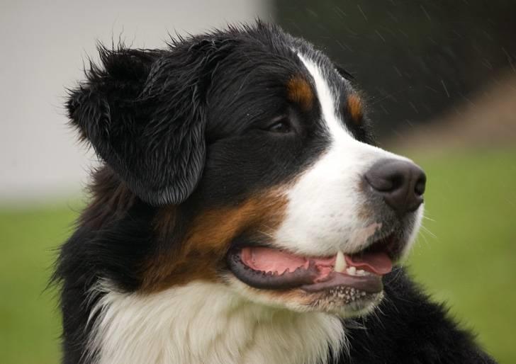 Berner sennenhund Bailey billede 2