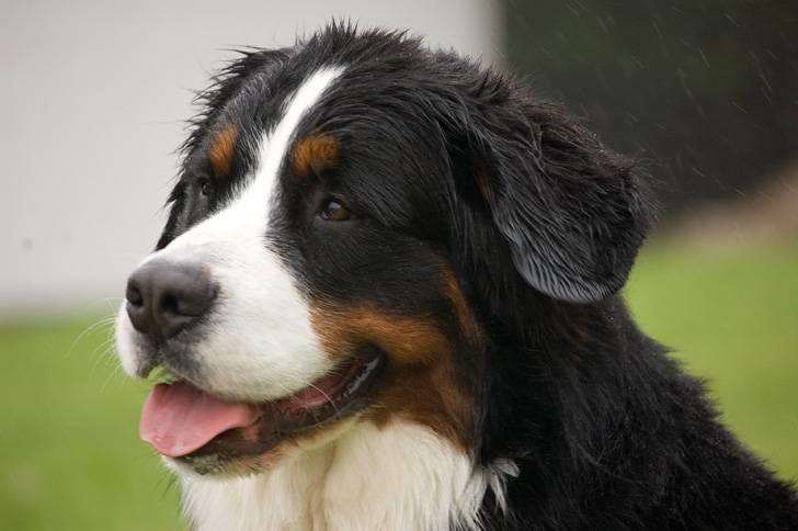 Berner sennenhund Bailey billede 3