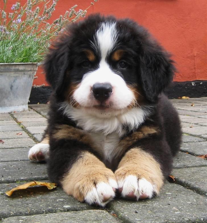 Berner sennenhund Bailey billede 4