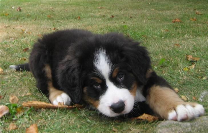 Berner sennenhund Bailey billede 5