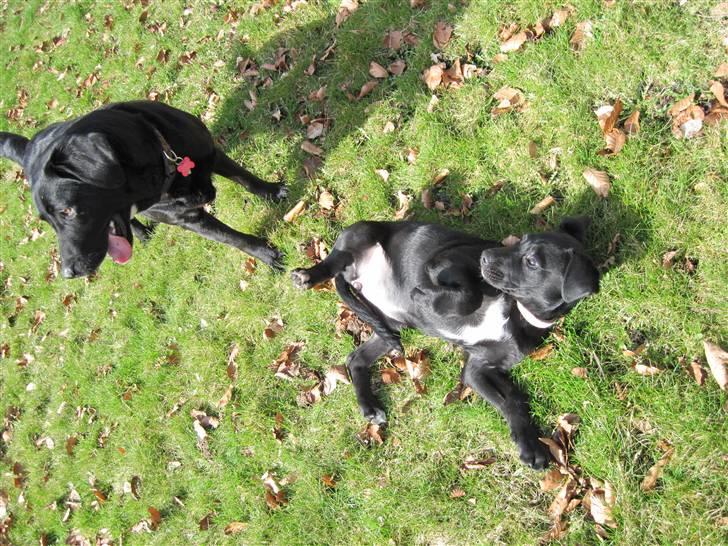 Blanding af racer tulle billede 9