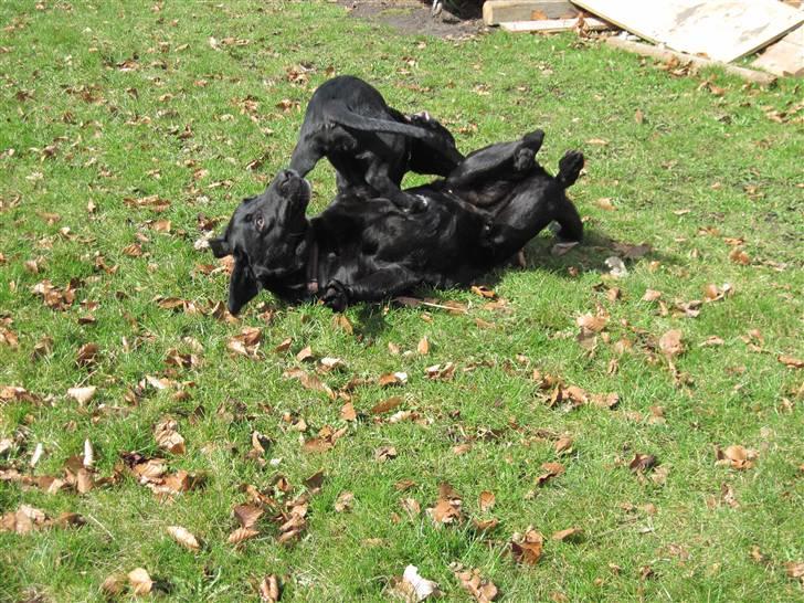 Blanding af racer tulle billede 10