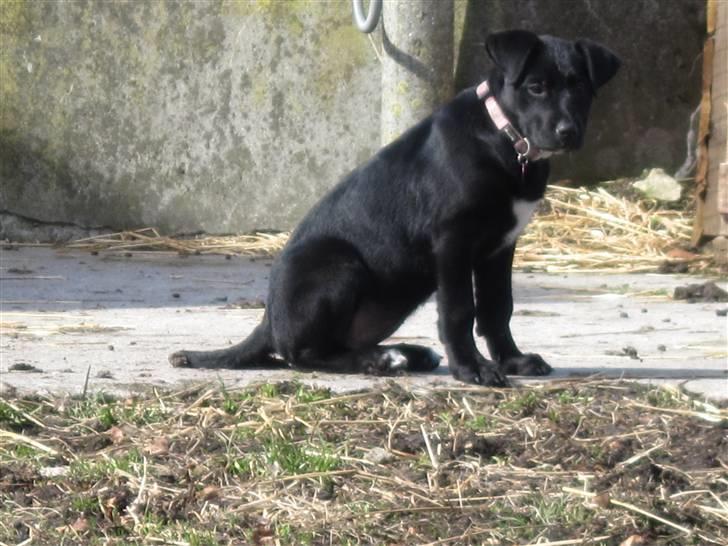 Blanding af racer tulle billede 11