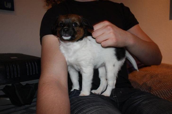 Blanding af racer Emma - Jeg var engang en lille, nuser hvalp, der vidste, jeg kunne slippe afsted med alle de narrestreger jeg kunne komme på billede 1