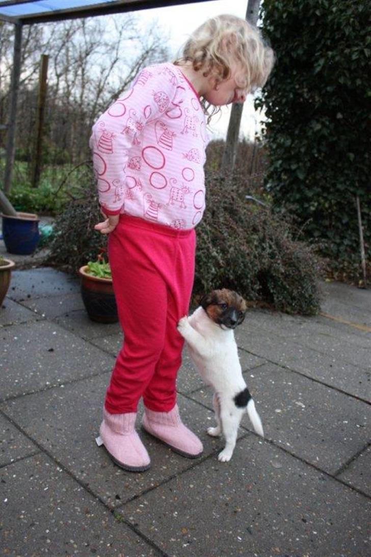 Blanding af racer Emma - Narrestreger var der masser af, og når man er lille og plysset, er der ikke mange der skælder ud, når man hopper op! billede 2