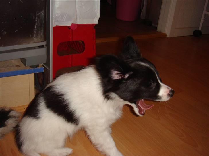 Papillon Sif - Uha nu er jeg altså træt billede 1