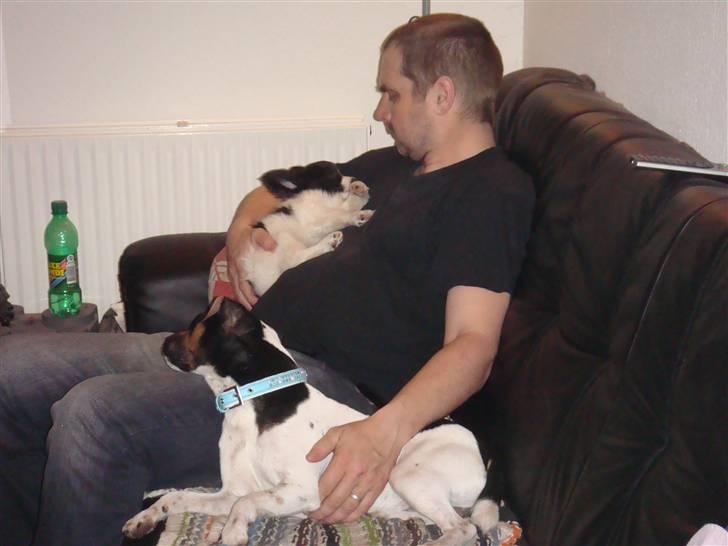 Papillon Sif - Jeg får lige en lille lur hos far billede 2