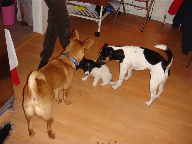 Papillon Sif - Hva´ skal jeg sige drengene eeelsker mig ! billede 3