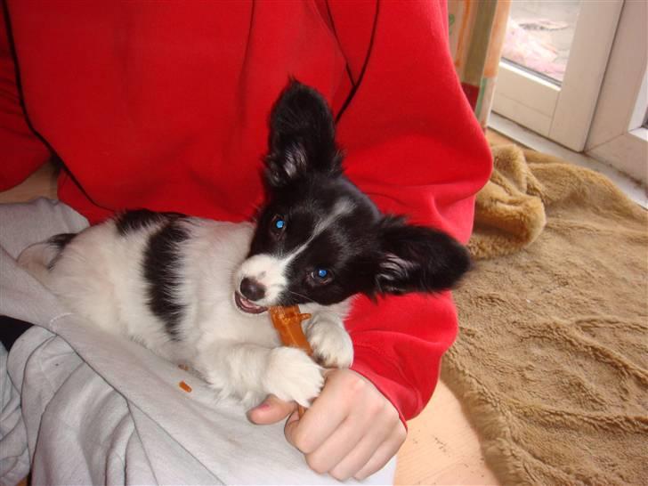 Papillon Sif - Dejligt med noget at tygge i  billede 4