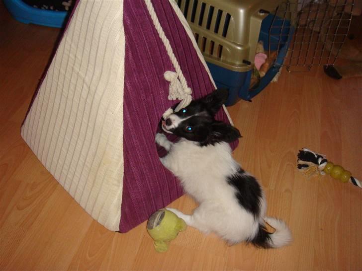 Papillon Sif - Bare der nu ikke er nogen der ser mig!!! billede 5