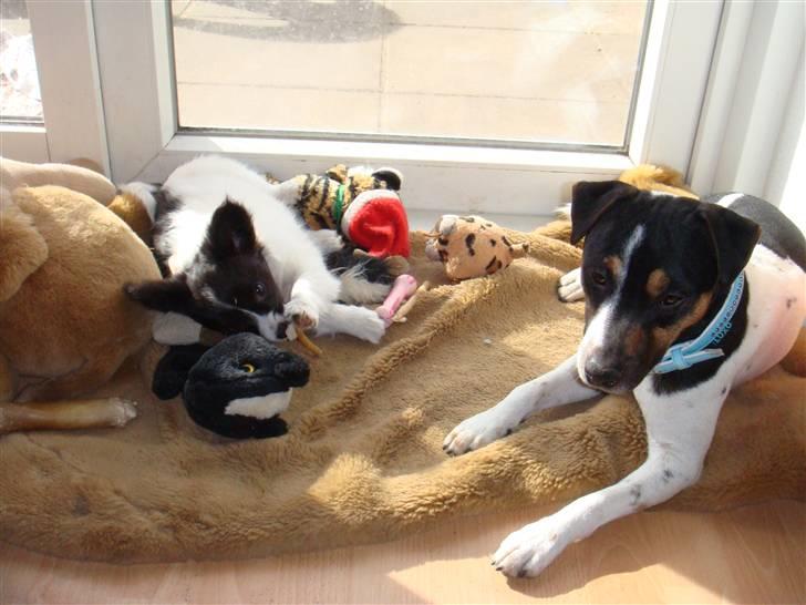 Papillon Sif - Så skal der slikkes solskin billede 6