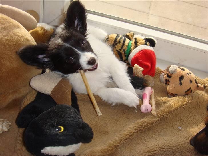 Papillon Sif - Hvem kan stå for mig ? billede 7