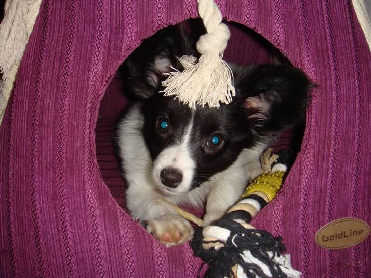 Papillon Sif - Kuk kuk kan i se mig ? billede 8