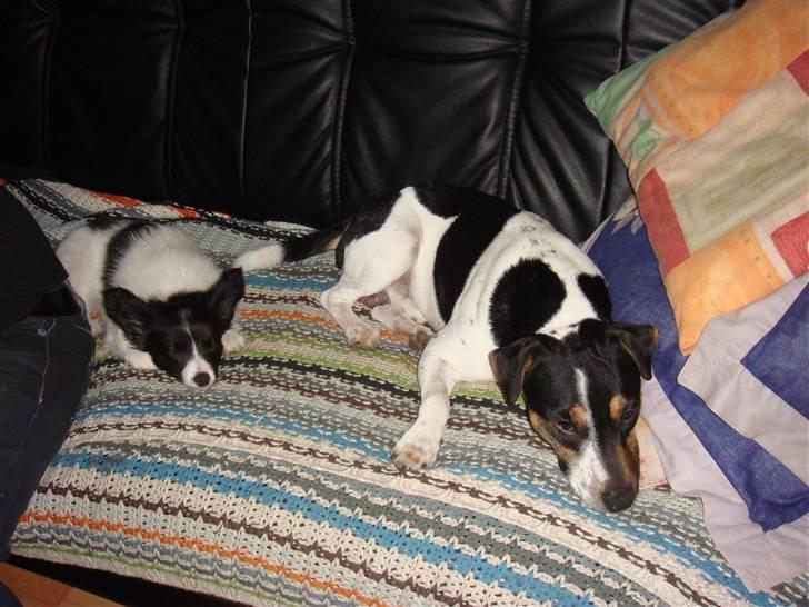 Papillon Sif - Er vi ikke dejlige ? billede 9