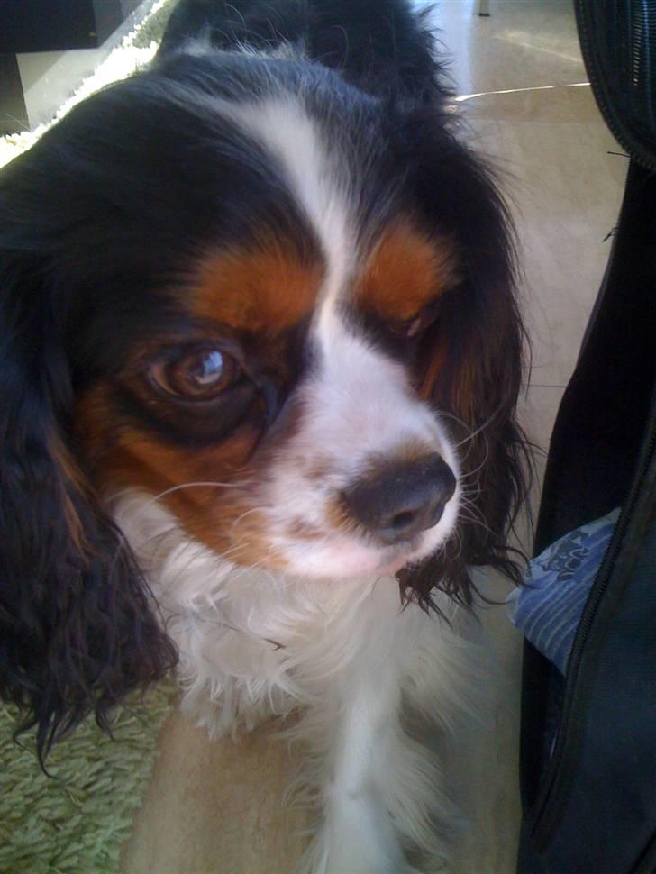 Cavalier king charles spaniel charlie billede 2