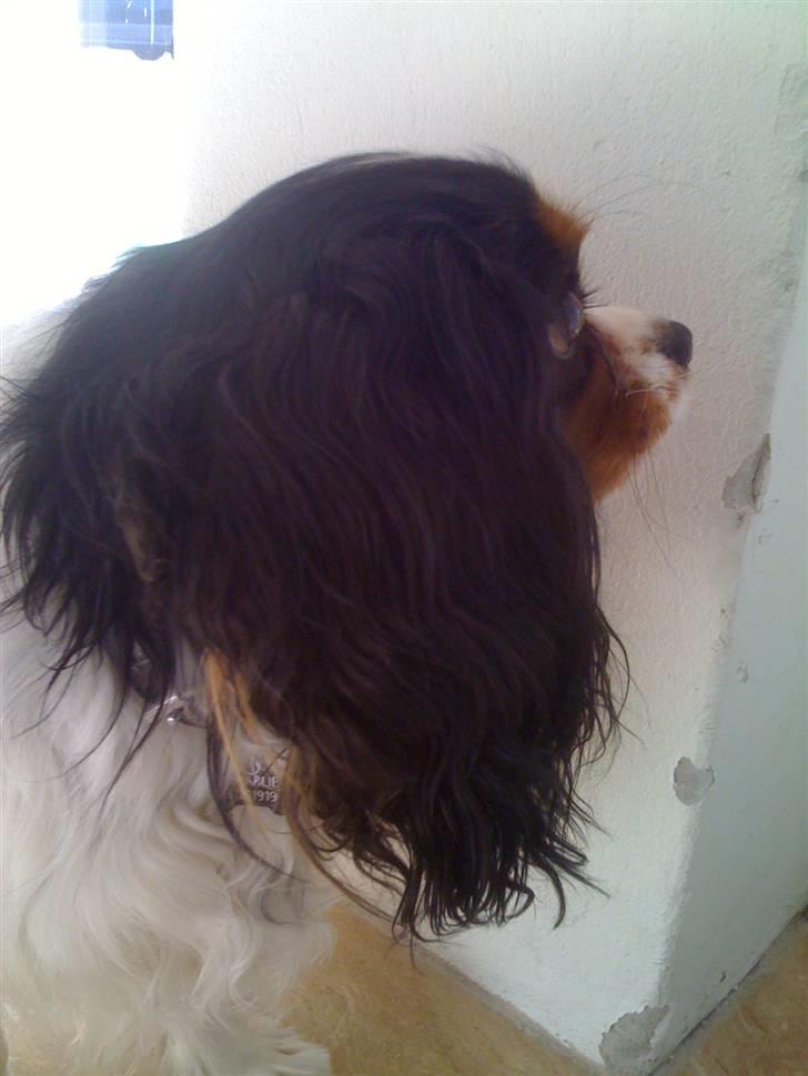 Cavalier king charles spaniel charlie billede 4