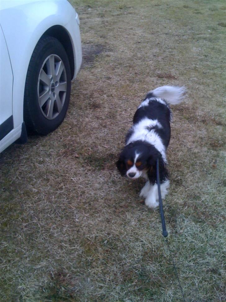 Cavalier king charles spaniel charlie billede 5