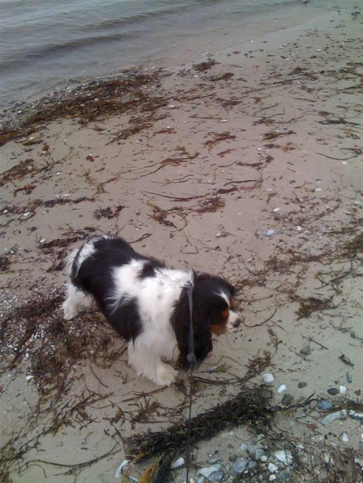 Cavalier king charles spaniel charlie billede 3