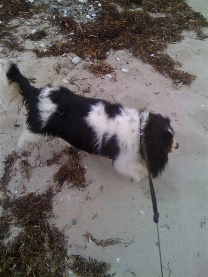 Cavalier king charles spaniel charlie billede 6