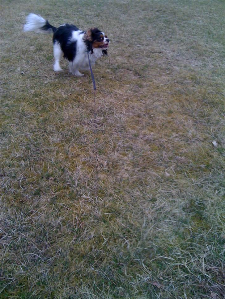 Cavalier king charles spaniel charlie billede 1