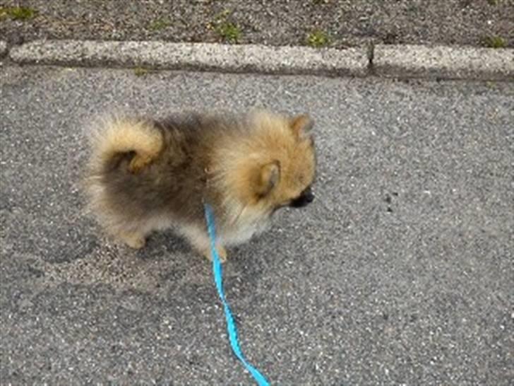 Pomeranian Mocca - Første gåtur i den nye by billede 4
