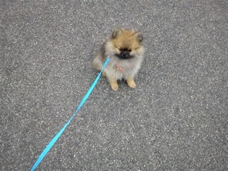 Pomeranian Mocca - Mor skal vi virkelig gå længere? billede 5