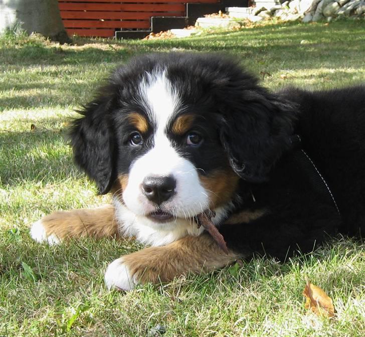 Berner sennenhund Bailey billede 6
