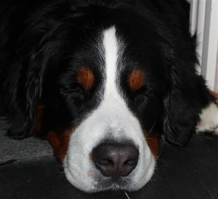 Berner sennenhund Bailey billede 7