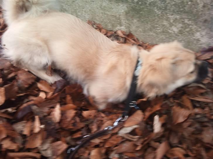 Tibetansk spaniel anton billede 13