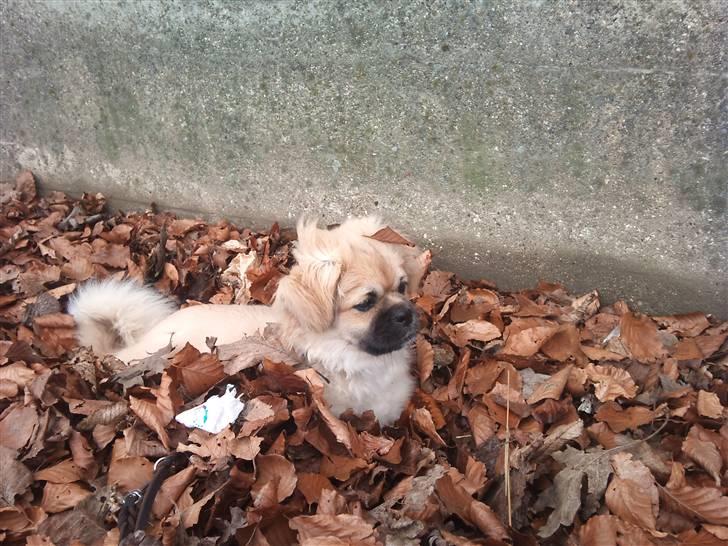 Tibetansk spaniel anton billede 14