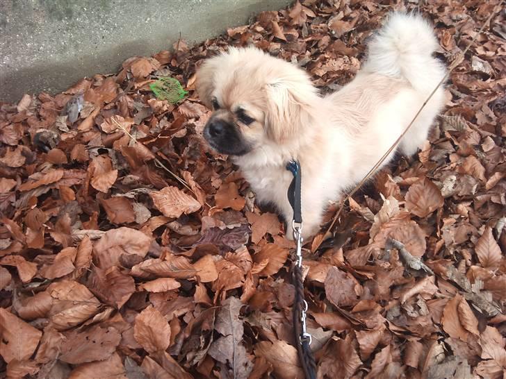 Tibetansk spaniel anton billede 15