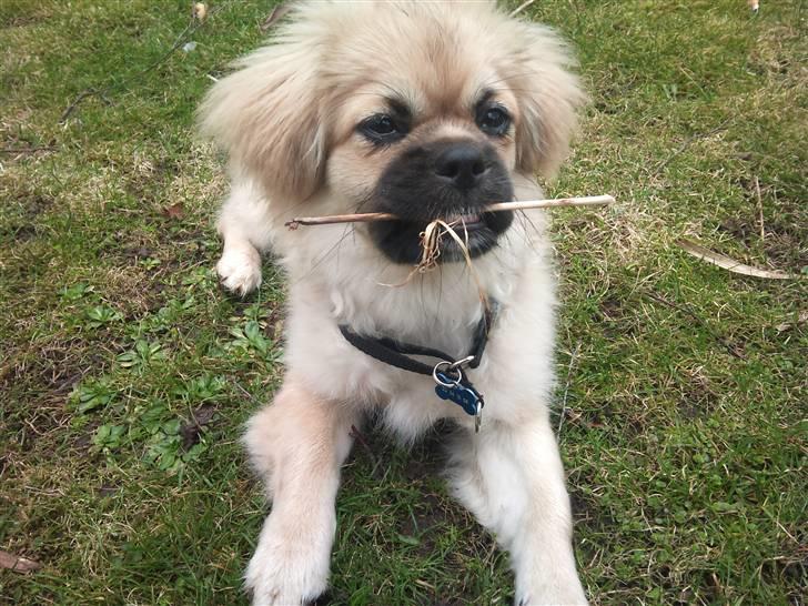 Tibetansk spaniel anton billede 16