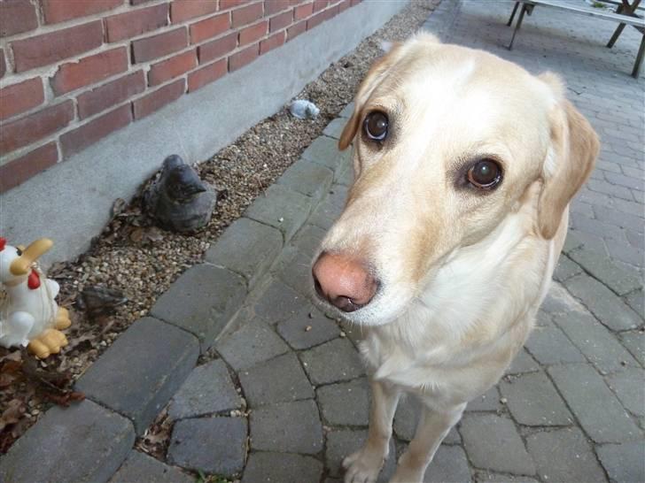 Blanding af racer Maya - De øjne der... hvordan kan nogen modstå dem?! billede 16