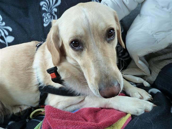 Blanding af racer Maya - Igen... DE ØJNE!!! Jeg ved ikk hvordan hun gør det xD Men de er fortryllende billede 17